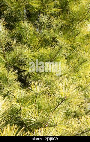 Pinus strobus 'Louie' PIN blanc de l'est. Banque D'Images