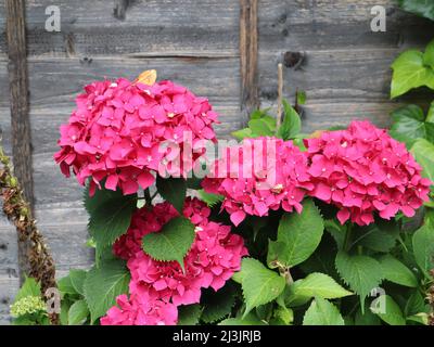 La tête de mobylette rose hortensia macrophylla fleurit en pleine floraison en été contre une clôture en bois Banque D'Images