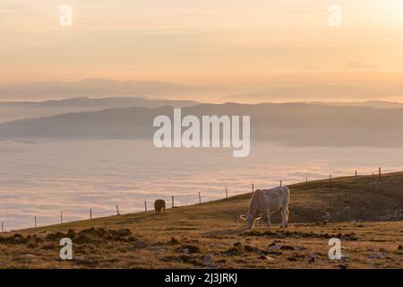 Vaches pasteurs sur une montagne, au-dessus d'une mer de brouillard remplissant la vallée de l'Ombrie au coucher du soleil Banque D'Images