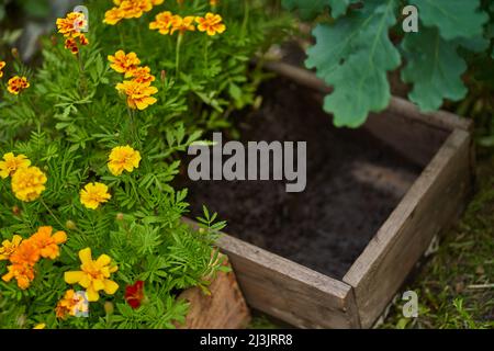 Marigold fleurit dans une boîte en bois. Le concept de transplanter des fleurs dans un lit de fleurs sous un chêne. Photo de haute qualité Banque D'Images