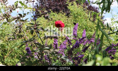 Rose rouge au-dessus des fleurs pourpres de la Buddleja davidi et fond vert Banque D'Images