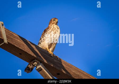 Buse de Cooper juvénile (Accipiter cooperii) perchée sur un poteau Banque D'Images