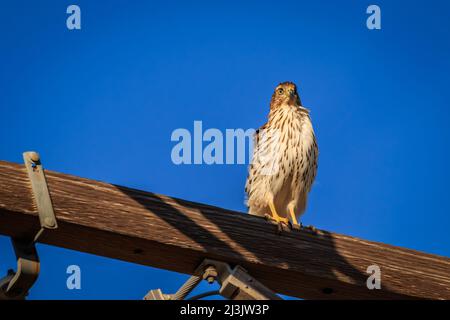Buse de Cooper juvénile (Accipiter cooperii) perchée sur un poteau Banque D'Images