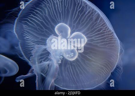 Méduse lunaire, Aurelia aurita (gelée de soucoupe) Banque D'Images