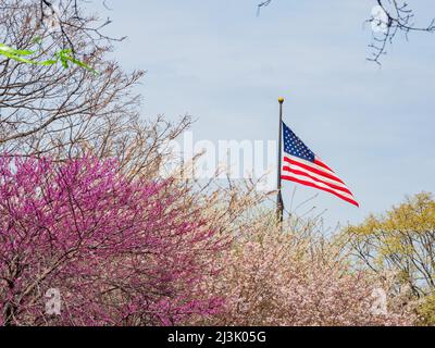 Gros plan sur la fleur de cerisier, le drapeau américain se balançant à Washington DC Banque D'Images