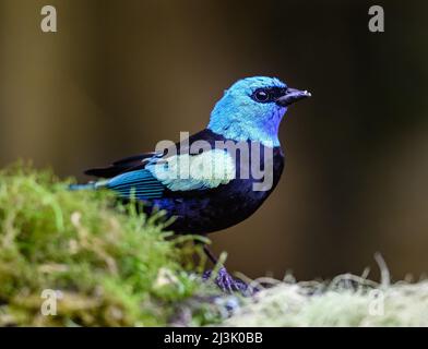 Un Tanager à col bleu (Stilpnia cyanicollis) perché sur une branche. Colombie, Amérique du Sud. Banque D'Images