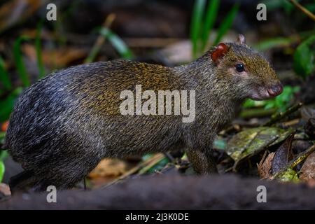 Un Agouti noir (Dasyprotta fuliginosa) qui fourragent dans la forêt. Colombie, Amérique du Sud. Banque D'Images