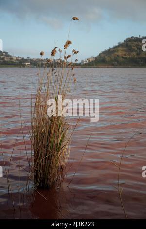 Pozzuoli, Italie. 08th avril 2022. Les eaux du lac D 'Averno, sont teintées de rouge, en raison de la floraison de quelques algues qui fleurissent en hiver ou en périodes de basses températures. Crédit : Agence photo indépendante/Alamy Live News Banque D'Images