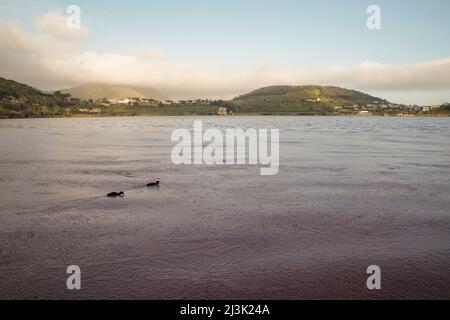 Pozzuoli, Italie. 08th avril 2022. Les eaux du lac D 'Averno, sont teintées de rouge, en raison de la floraison de quelques algues qui fleurissent en hiver ou en périodes de basses températures. Crédit : Agence photo indépendante/Alamy Live News Banque D'Images