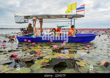 Touriste photographiant les fleurs de lotus depuis le bateau sur le lac Pink Water Lilies ; Udon Thani, Thaïlande Banque D'Images