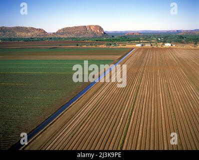 Cultures irriguées à Kununurra sur l'Ord Australie occidentale . Banque D'Images