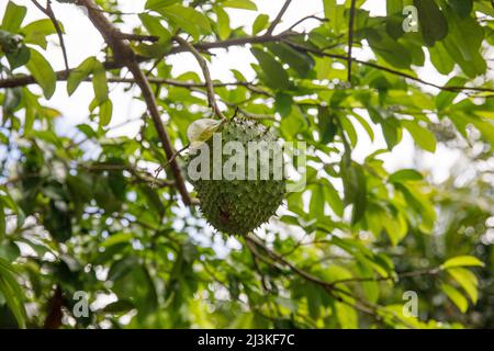 Soursop, Graviola, Guanabana. Amérique latine République dominicaine fruits exotiques. Banque D'Images