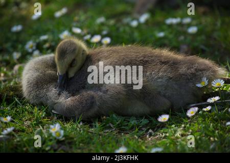 Au printemps, un jeune oisons de la Bernache du Canada repose sur de l'herbe recouverte de pâquerettes miniatures Banque D'Images