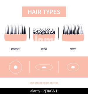 Types de cheveux, illustration conceptuelle Banque D'Images