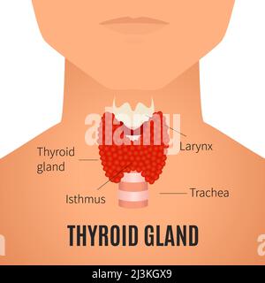 Thyroïde chez les hommes, illustration Banque D'Images