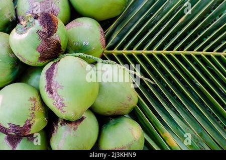Jeunes fruits frais doux à la noix de coco thaï avec de la viande blanche mis sur ses feuilles vertes pour le concept de fruits d'été. Banque D'Images