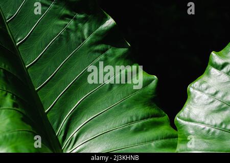 Feuilles de taro vert géant pour le fond et la texture. Banque D'Images