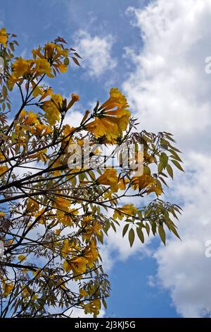 Trompette d'or ou demi-arbre jaune (Handroanthus chrysotrichus) Banque D'Images