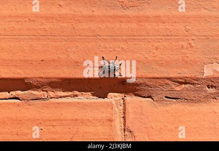 Mouche à mouches (Sarcophaga carnaria) sur le mur de briques Banque D'Images