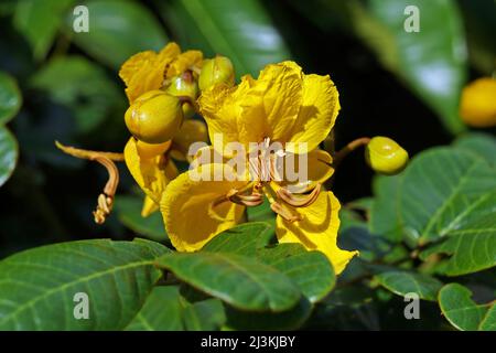 Fleurs jaunes (Senna auriculata) sur la forêt tropicale Banque D'Images