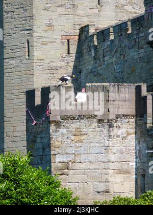 Un aigle de mer de Steller perché sur une tour à créneaux fait partie d'une démonstration d'oiseaux de proie au château médiéval de Warwick, dans le Warwickshire, en Angleterre, au Royaume-Uni. Banque D'Images