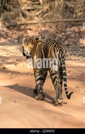 Un jeune tigre marchant en arrière dans la forêt en Inde, Madhya Pradesh, avec l'empreinte de son patte Banque D'Images