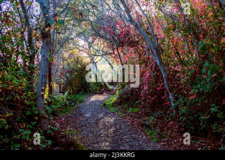 Le chêne poison du Pacifique (Toxicodendron diversilobum) ajoute de la couleur au feuillage le long d'un sentier; Big sur, Californie, États-Unis d'Amérique Banque D'Images