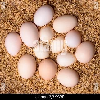 oeufs de poulet fertiles sur les graines de riz paddy husk, pour maintenir les oeufs au chaud jusqu'à ce qu'ils soient éclos par une poule naturellement dans la campagne, pris d'en haut Banque D'Images