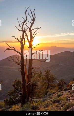 Great Basin Bristlecone Pines (Pinus longaeva) au coucher du soleil dans l'ancienne forêt de pins de Bristlecone; Bishop, Californie, États-Unis d'Amérique Banque D'Images