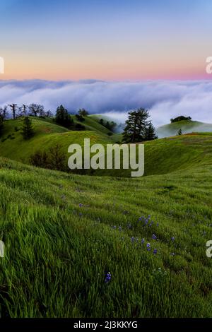 Bancs de brouillard se déroulant au large de l'océan avec le soleil se coucher en dessous d'eux, prairie luxuriante sur les collines ondoyantes au premier plan Banque D'Images