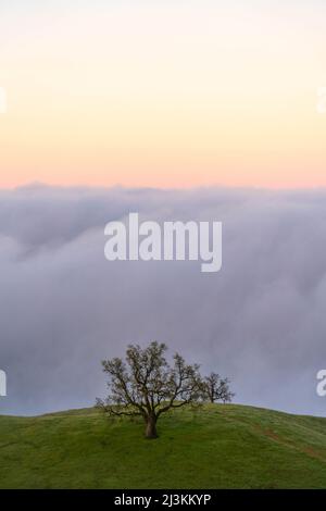 Des bancs de brouillard se déroulant au large de l'océan avec le soleil se coucher en dessous d'eux, un arbre seul se dresse sur l'herbe au premier plan Banque D'Images