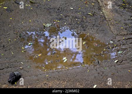 Flaque d'eau reflétant le ciel et la forêt Banque D'Images