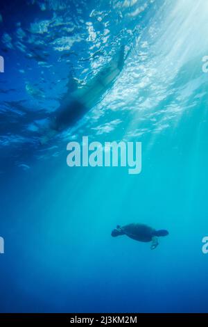 Un kayak de mer pagaie au-dessus d'une tortue. Banque D'Images