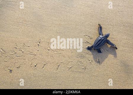 Une tortue luth fraîchement écloses fait son chemin sur la plage vers l'océan. Banque D'Images