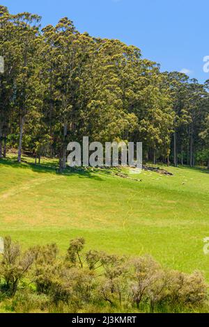 Des pâturages verts et une croft d'arbres à Tingledale dans la grande région sud de l'Australie occidentale, Australie Banque D'Images