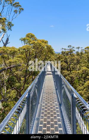 Les personnes qui se promeuvent au sommet des arbres à la Valley of the Giants Tree Top se promeuvent dans la forêt de Red Tingle, Tingledale, Australie occidentale Banque D'Images