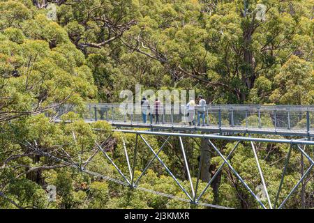 Les personnes qui se promeuvent au sommet des arbres à la Valley of the Giants Tree Top se promeuvent dans la forêt de Red Tingle, Tingledale, Australie occidentale Banque D'Images