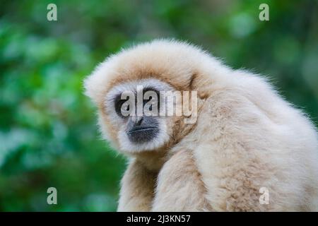 Portrait en gros plan d'un gibbon à main blanche, alias lar gibbon (Hylobates lar), dans le sanctuaire des primates de Monkeyland, près de la baie de Pletteberg Banque D'Images