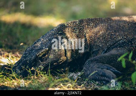 Dragon de Komodo reposant dans l'herbe, parc national de Komodo; Nusa Tenggara est, Indonésie Banque D'Images