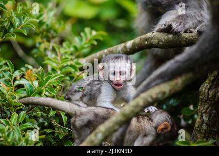 Famille de singes vervet (Chlorocebus pygerythrus) au sanctuaire de primates de Monkeyland près de la baie de Pletteberg, Afrique du Sud; Afrique du Sud Banque D'Images