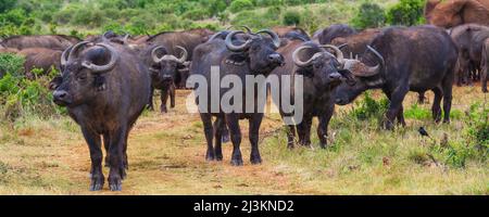 Portrait d'un troupeau de buffles africains du cap (Syncerus caffer caffer caffer) debout dans un champ dans la zone de protection marine du parc national de l'éléphant d'Addo Banque D'Images