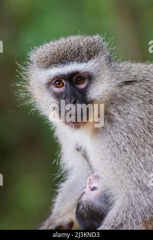 Portrait d'un singe Vervet (Chlorocebus pygerythrus) avec son bébé au sanctuaire de primates de Monkeyland près de la baie de Pletteberg, Afrique du Sud Banque D'Images