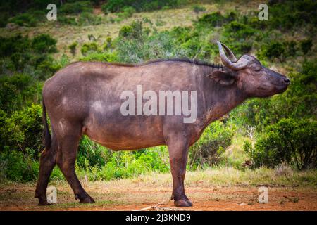 Portrait de profil d'une vache, buffle du cap africain (Syncerus caffer caffer caffer) debout dans un champ dans la zone de protection marine du parc national de l'éléphant d'Addo Banque D'Images