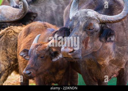 Cape Buffalo (Syncerus caffer caffer), zone de protection marine du parc national de l'éléphant d'Addo, Cap oriental de l'Afrique du Sud; Afrique du Sud Banque D'Images