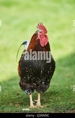 Portrait d'un poulet (Gallus gallus domesticus), coq, sur un pré; Haut-Palatinat, Bavière, Allemagne Banque D'Images