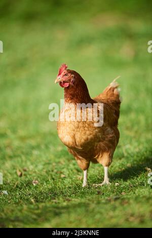 Portrait d'un poulet (Gallus gallus domesticus), poule debout sur un pré; Haut-Palatinat, Bavière, Allemagne Banque D'Images