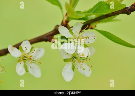 Gros plan de fleurs et de feuilles délicates sur un pruneau (Prunus domestica subsp. Domestica) sur fond vert vif au printemps Banque D'Images