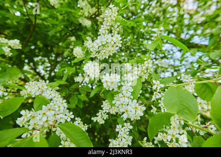 Gros plan de fleurs et de feuilles de cerisier d'oiseau (Prunus pagus); Bavière, Allemagne Banque D'Images