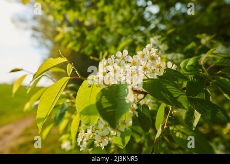 Gros plan de fleurs et de feuilles sur un oiseau de cerisier (Prunus pavus) dans un champ; Bavière, Allemagne Banque D'Images