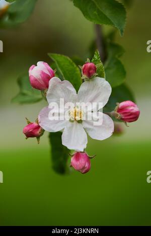 Gros plan d'une délicate fleur entourée de bourgeons sur un pommier domestique (Malus domestica) au printemps; Bavarian Forest, Bavière, Allemagne Banque D'Images